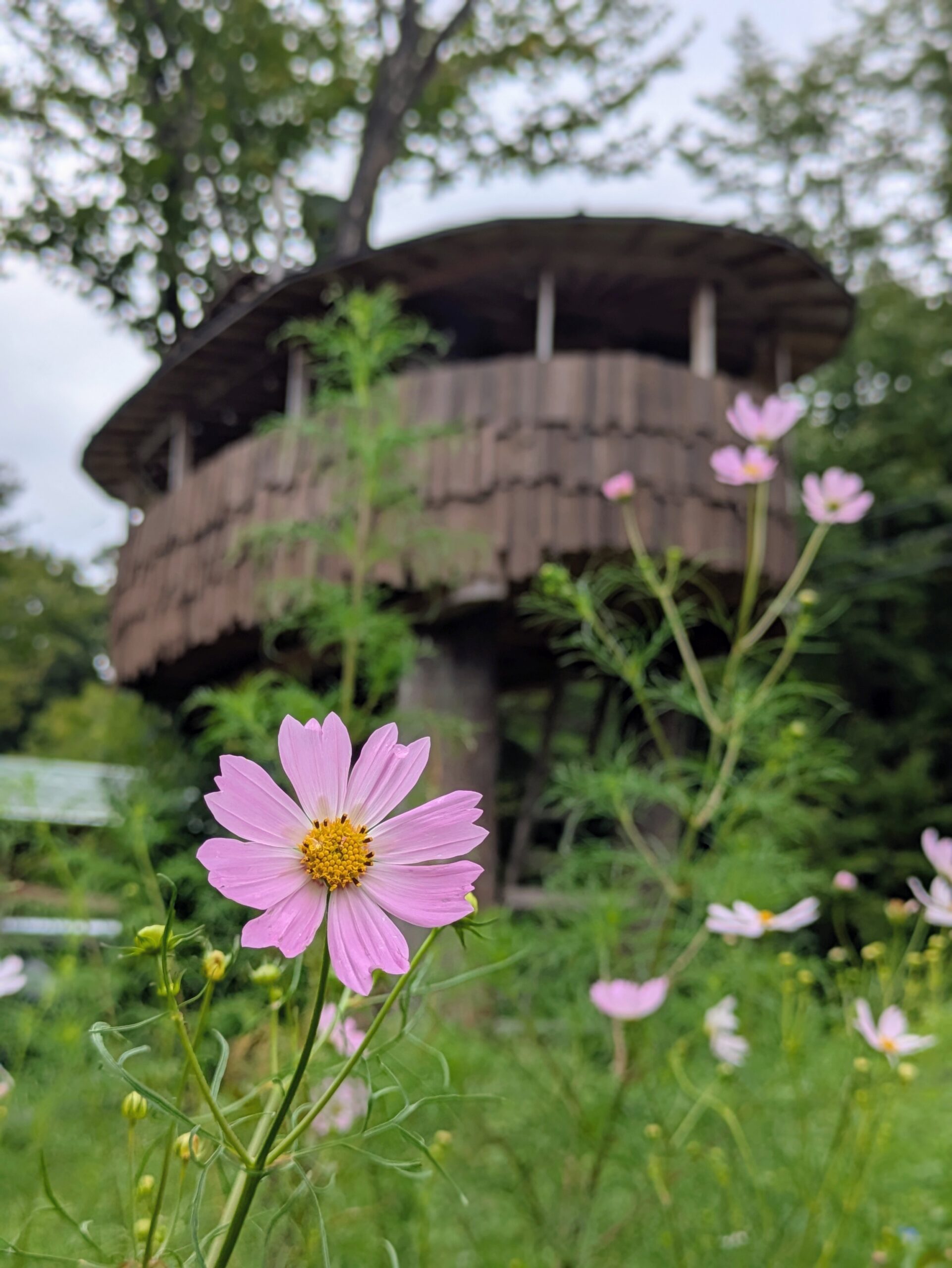 古民家と森の風景5